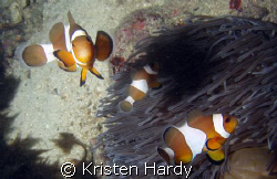 nemo and his mates. by Kristen Hardy 